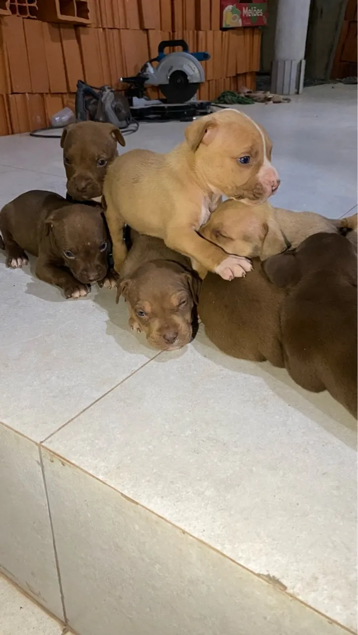 Vendo Filhote de Pitbull