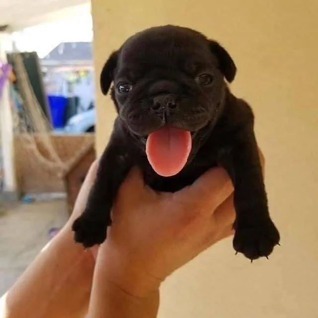 Filhotes de Pug | Pequenos e muito dóceis!