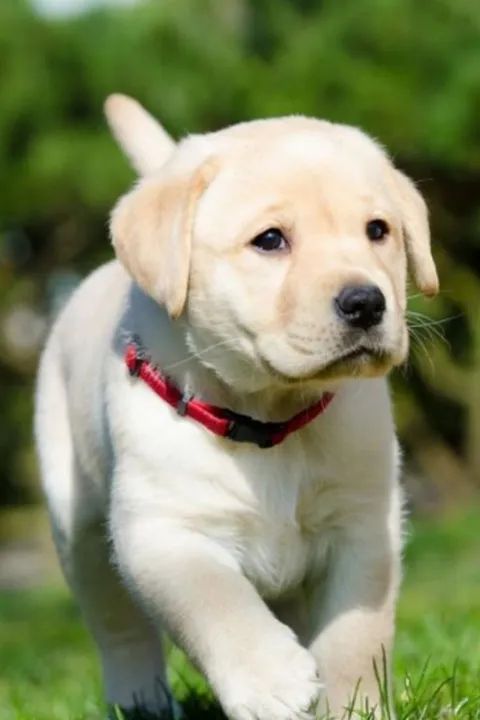 Filhote de Labrador