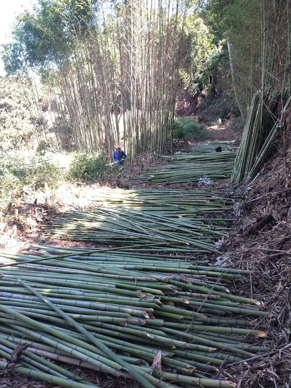 Bambu para venda estaca de tomate ? - Foto 4