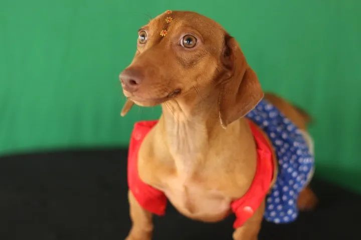 Dachschund femea 5 meses não cresce mais !!! - Foto 3