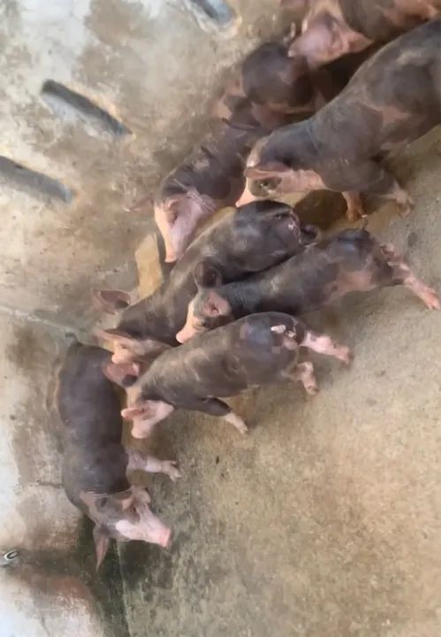 08 Leitão Pietran PO