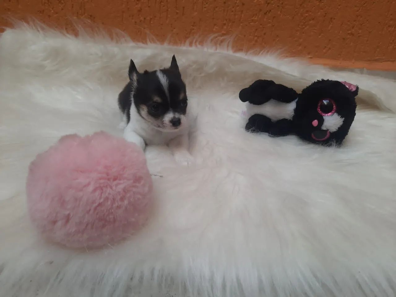 Chihuahua fêmea pelo longo 10x no cartão Linhagem Da Inglaterra 