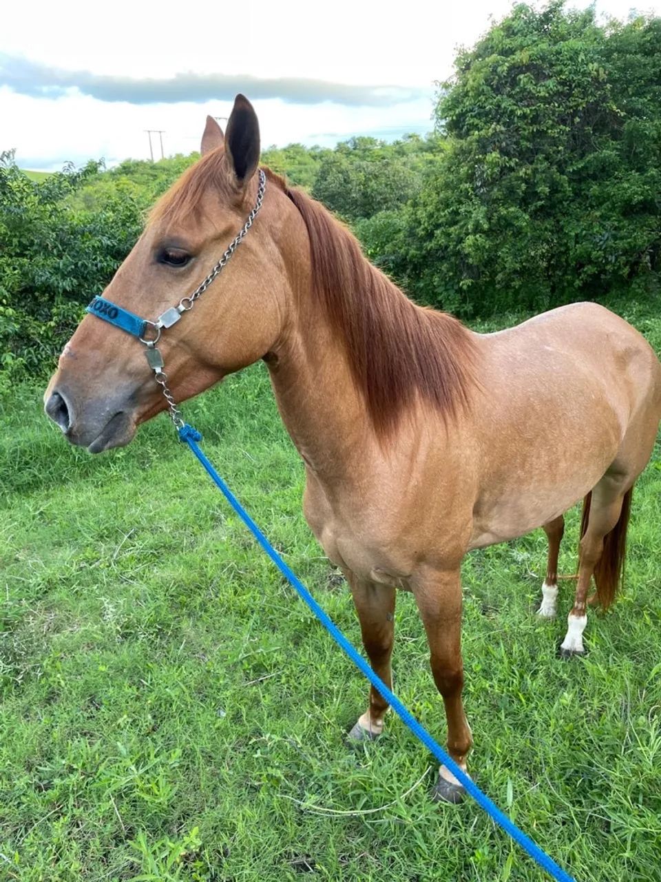 Égua para vender - Foto 5