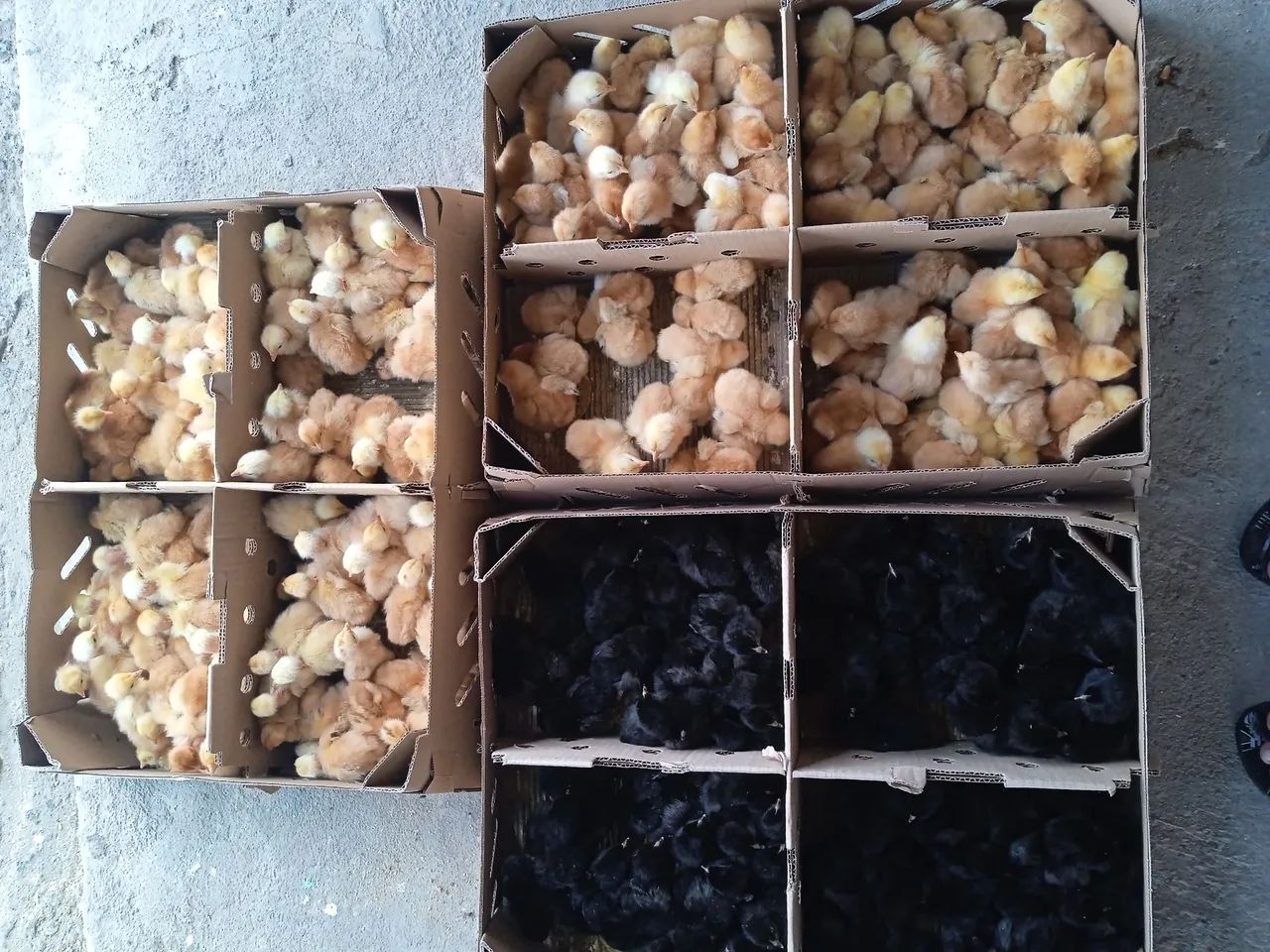 Pintos caipira diversas raças 