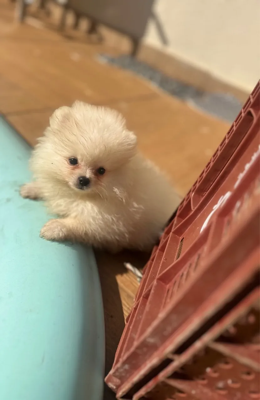 Lulu Pomerania fêmea mini