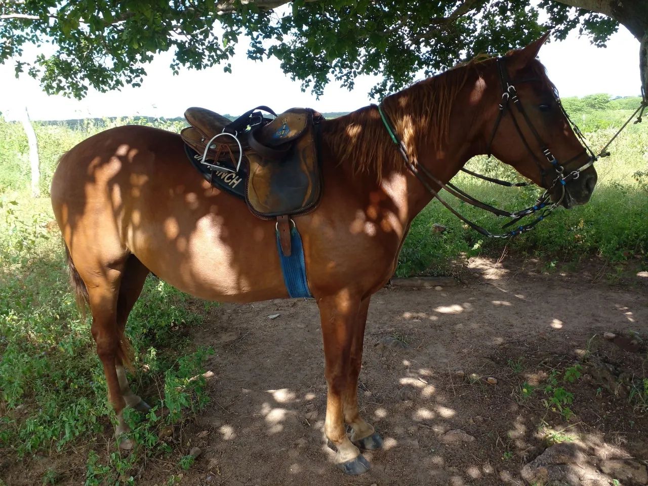 Cavalo a venda em São Paulo do Potengi  - Foto 2
