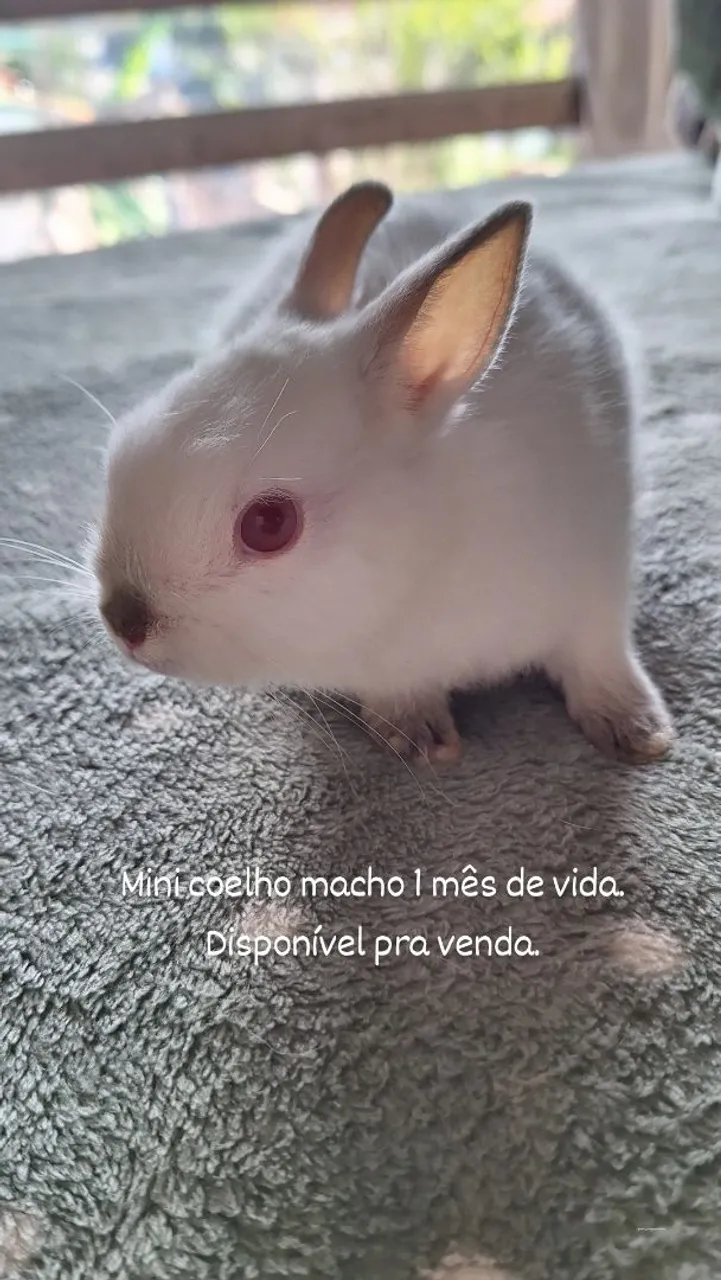 Mini Coelho Macho - 1 Mês de Vida - Disponível