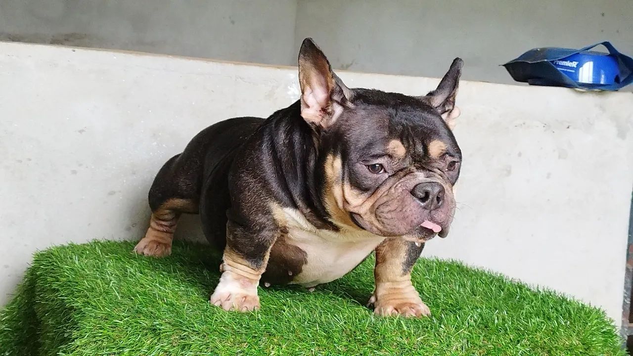 American Bully nano fêmea Urgente  - Foto 2