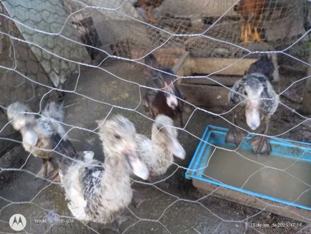 Vendo patas e filhos de potos - Foto 2