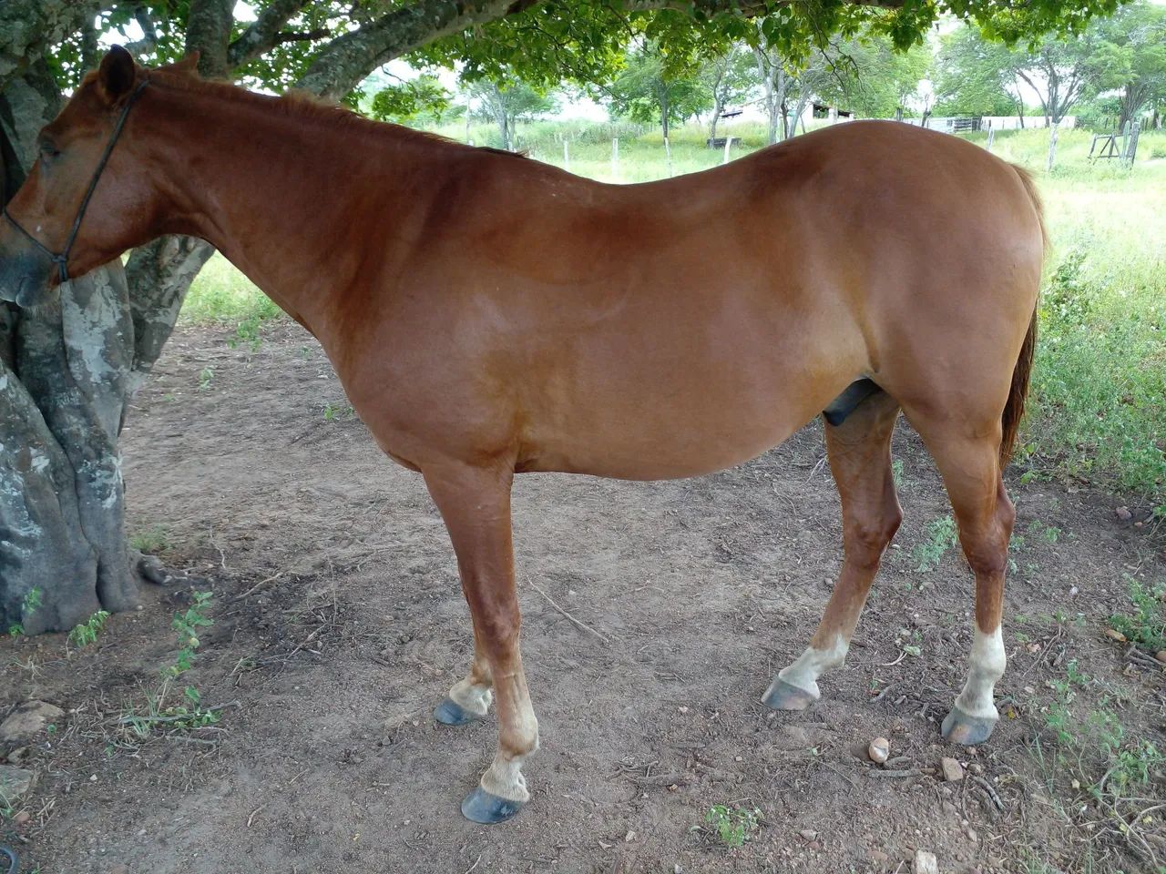 Cavalo a venda em São Paulo do Potengi  - Foto 6