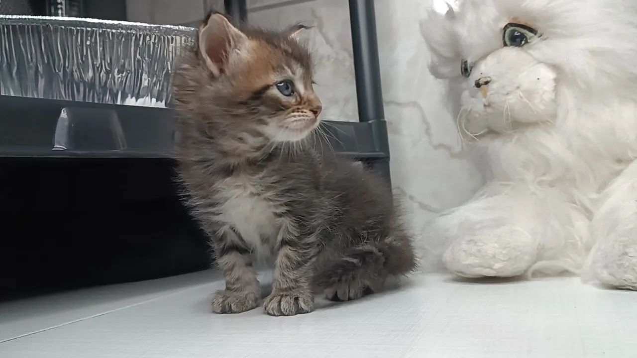 Maine Coon macho - Um verdadeiro felino majestoso! - Foto 4