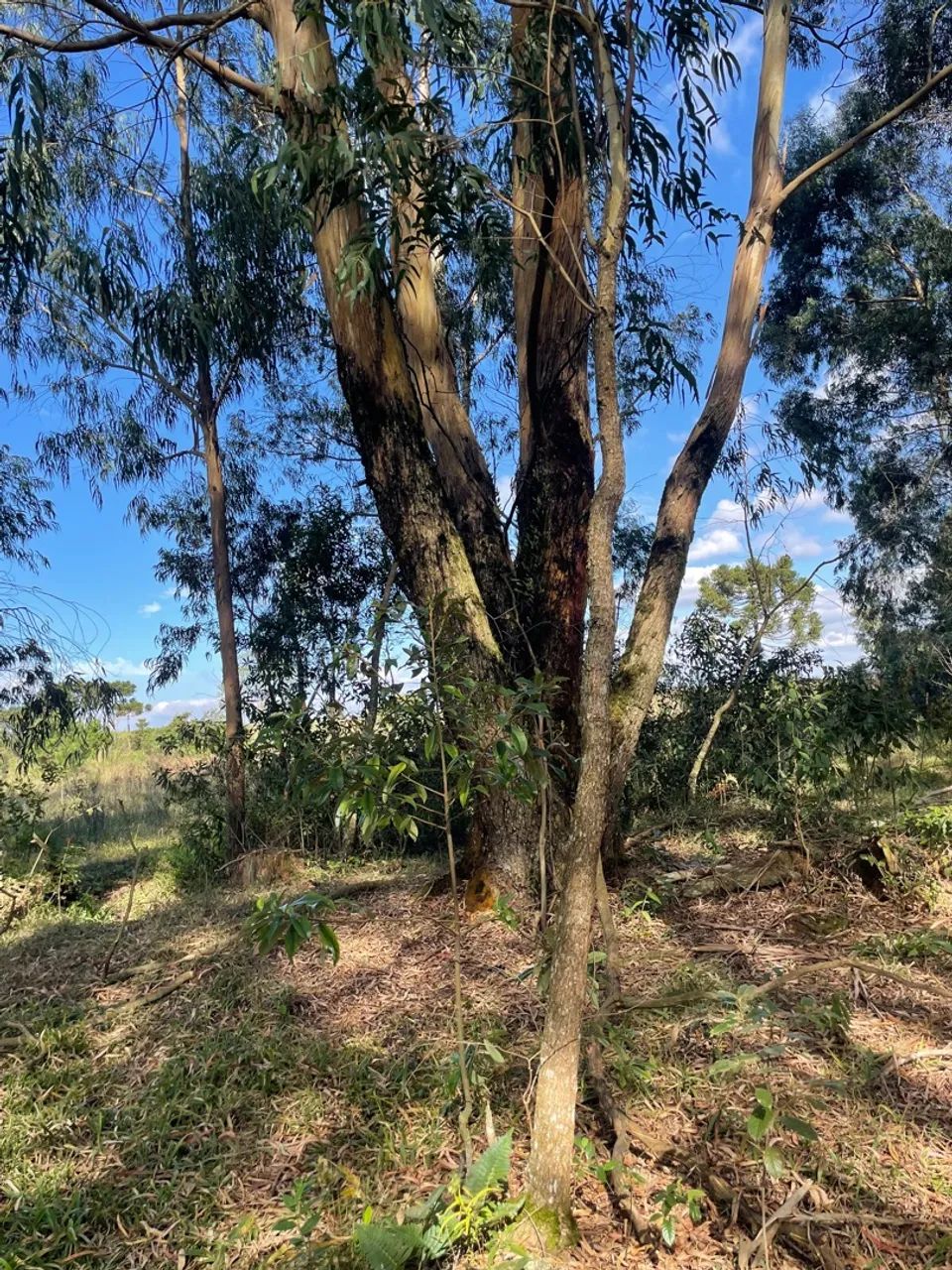 Terreno 10,77 hectares próximo de witmarsum a venda!  - Foto 5