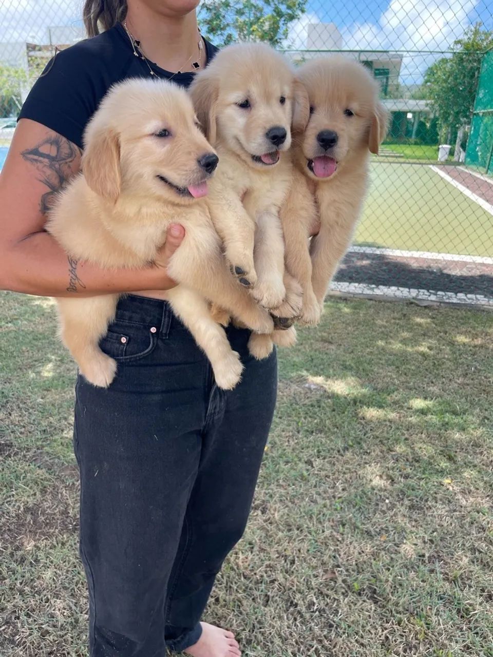 Filhotes Golden retriever disponíveis do @canil_meirelles  - Foto 4