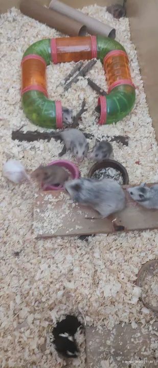 11 hamsters fofinhos! - Foto 2