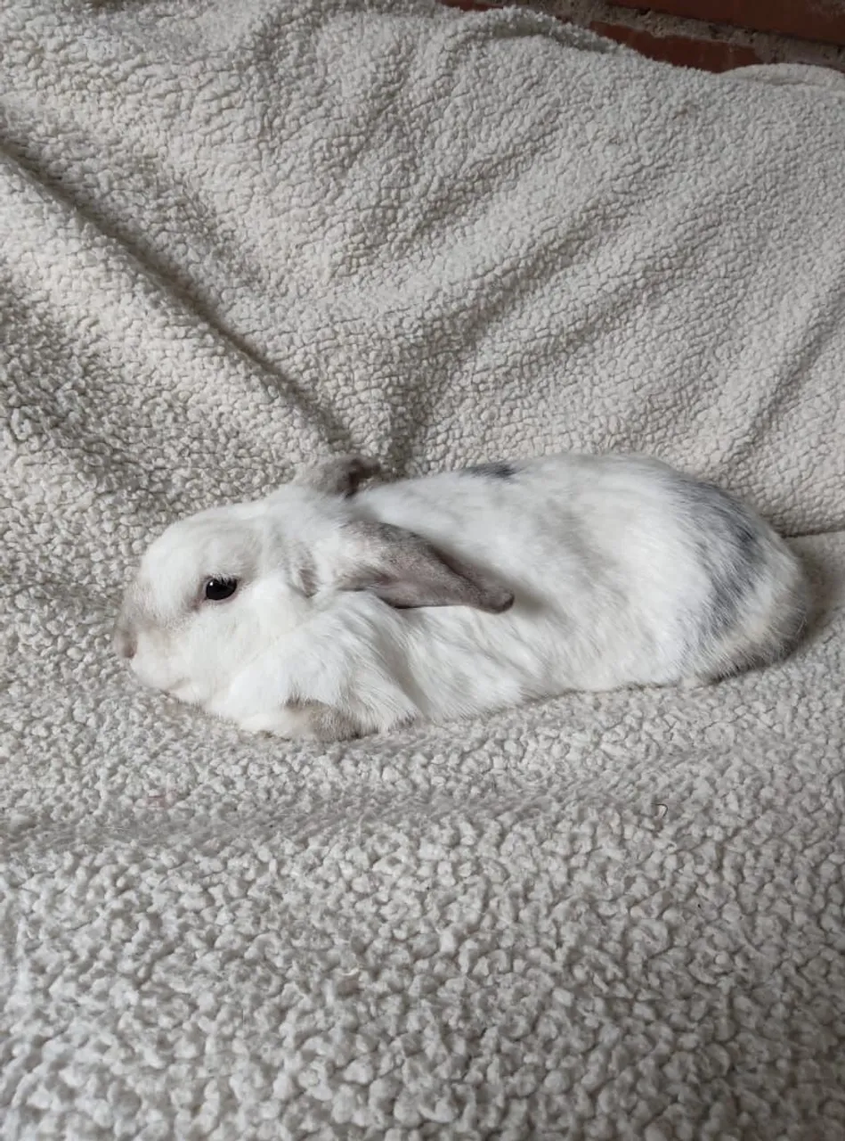 CoelhaMini Lop Branco com Manchas Cinzas