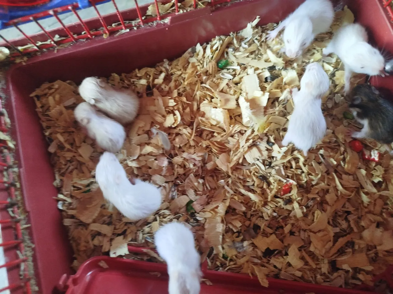 Filhotes de Hamster Siberianos