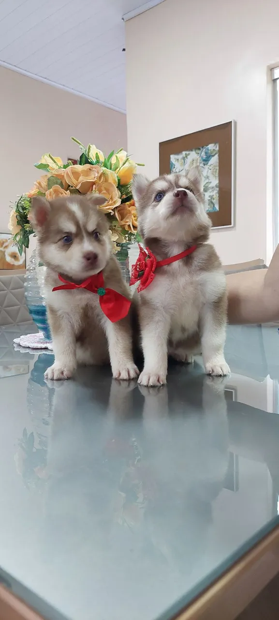 Husky siberiano casal