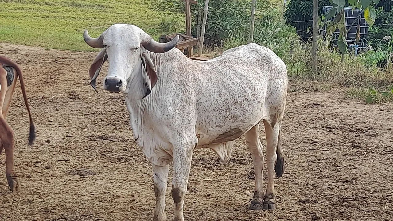 Novilhas gir leiteiro  - Foto 4