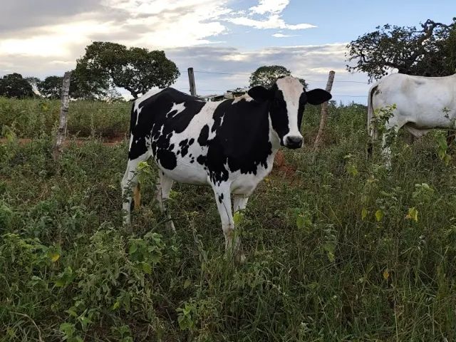 8 Novilhas leiteiras prenhas - Foto 3