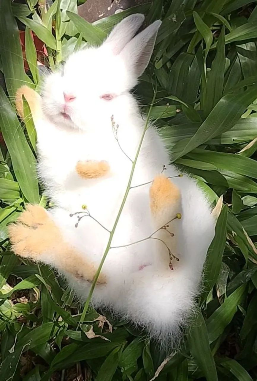 Coelho mini netherland com 3 meses 