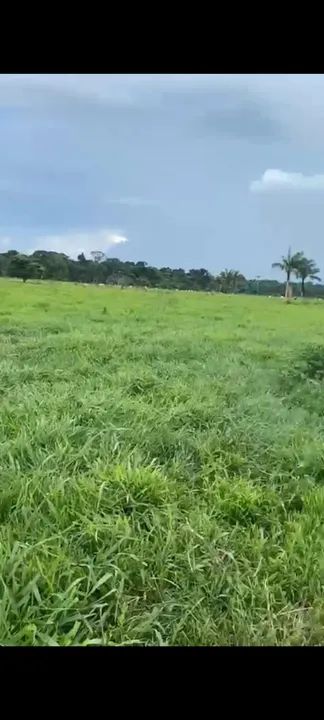 *OPORTUNIDADE PARA INVESTIDORES - FAZ. ESTRUTURADA NA BEIRA DA BR 364 - PORTO VELHO* - Foto 3