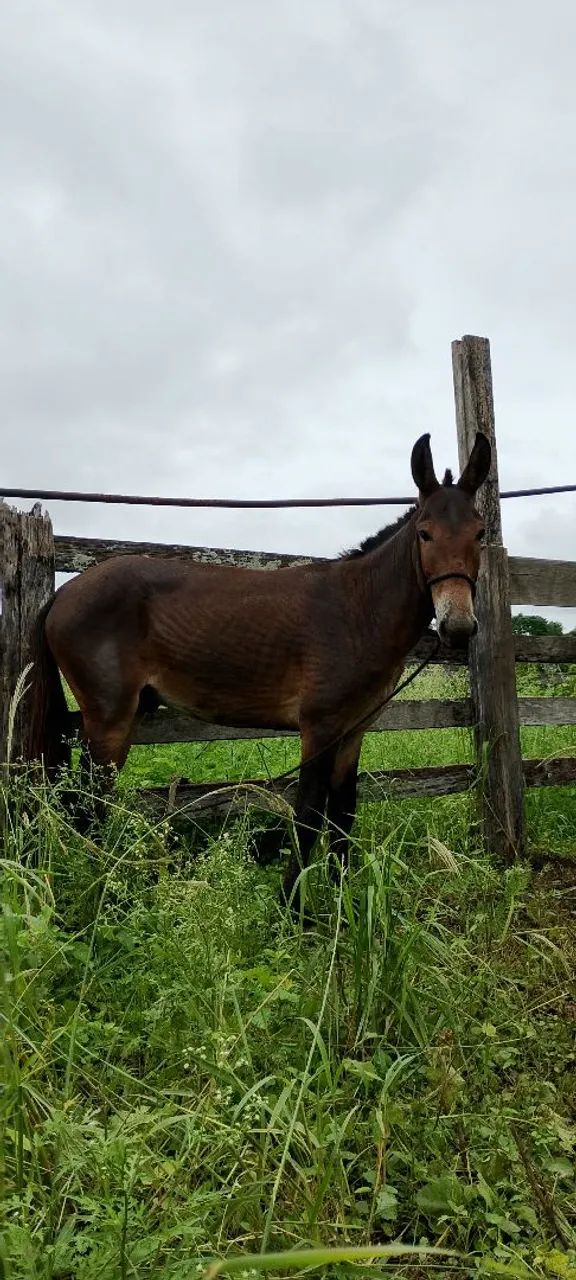 Burro  - Foto 6