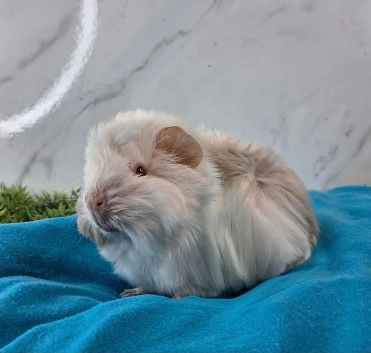 Porquinho da india - Foto 3