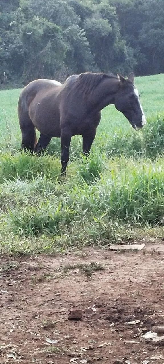 Vendo Cavalo - Foto 3