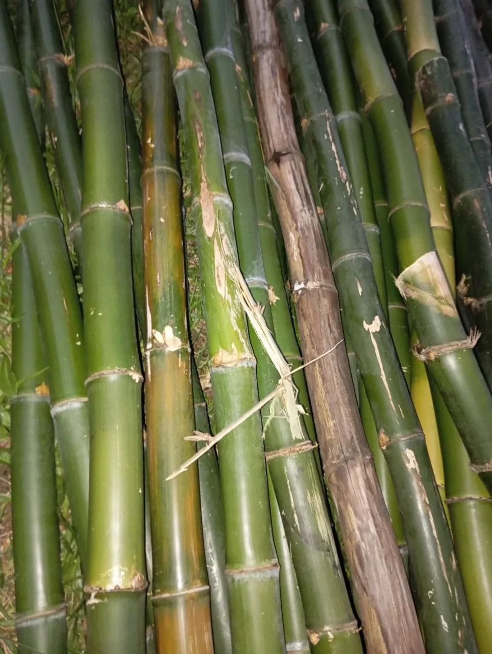 Bambu para jardinagem - Foto 2