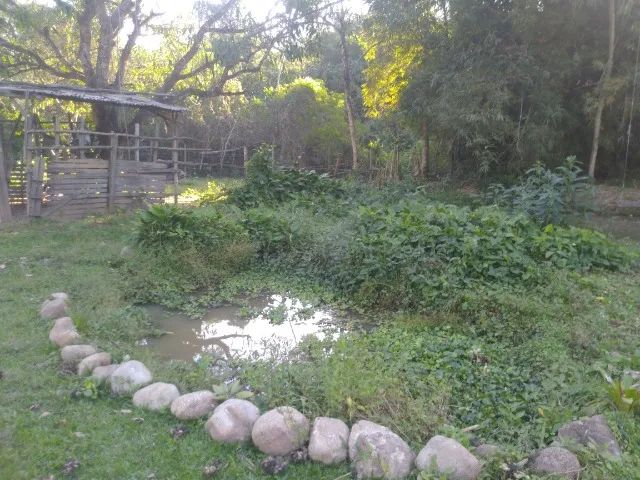 Lindo Sitio em Nova Iguaçu. Sossego, paz e segurança. 1,5 hectare - Foto 5