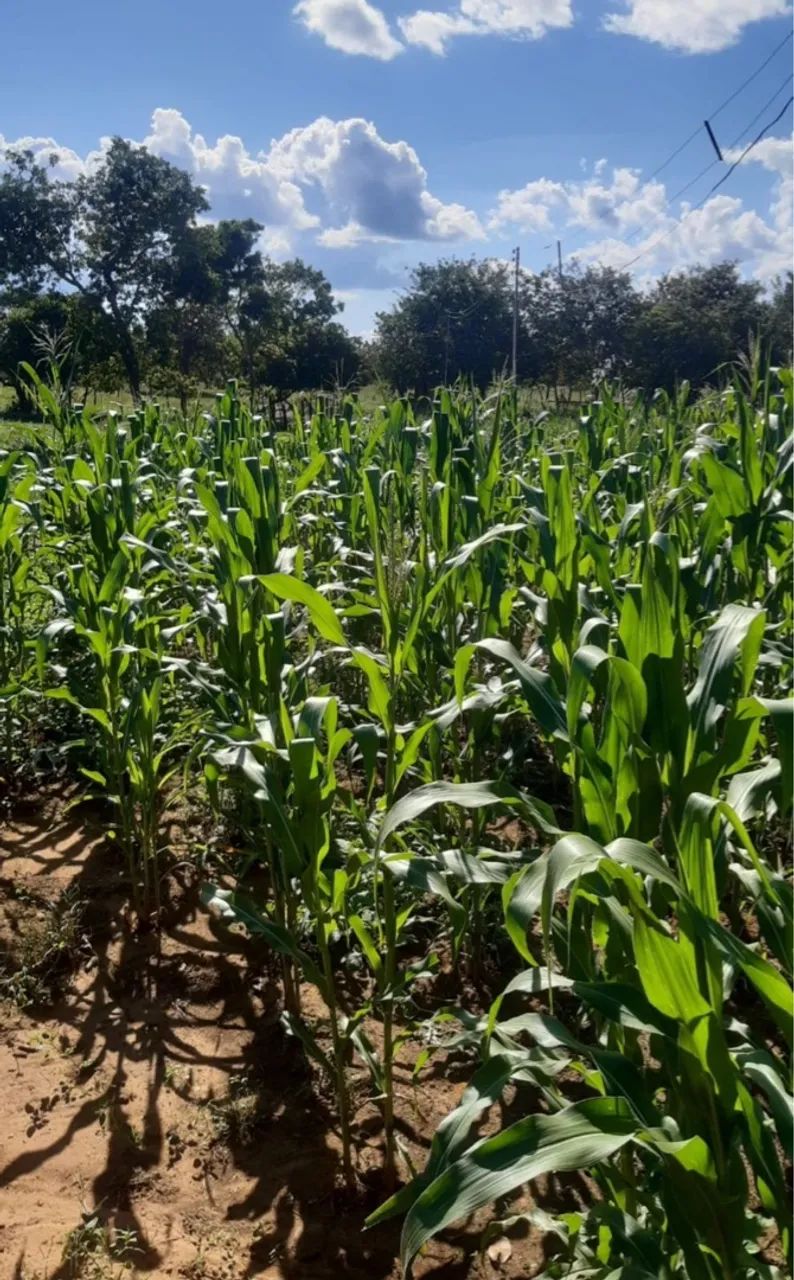 Chácara/Fazenda de 37 hectares - Porto Nacional - TO - Permuta casa em Palmas-TO - Foto 4