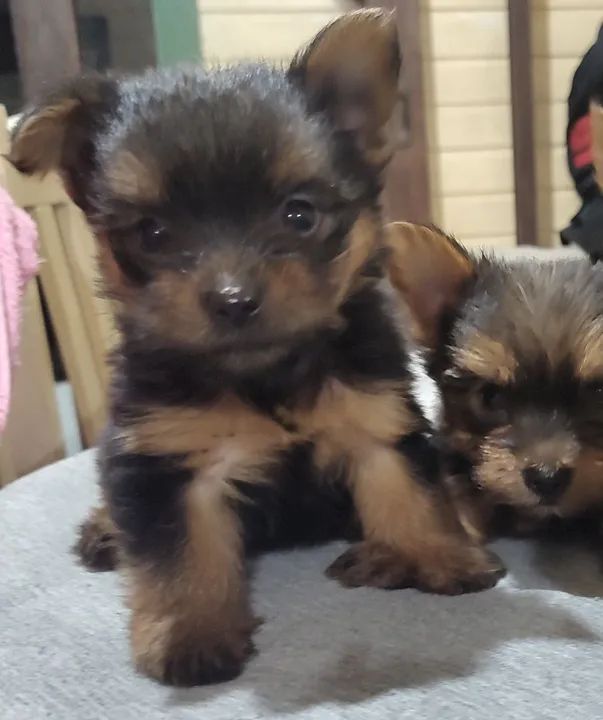 Lindos filhotes de Yorkshire Terrier! - Foto 2