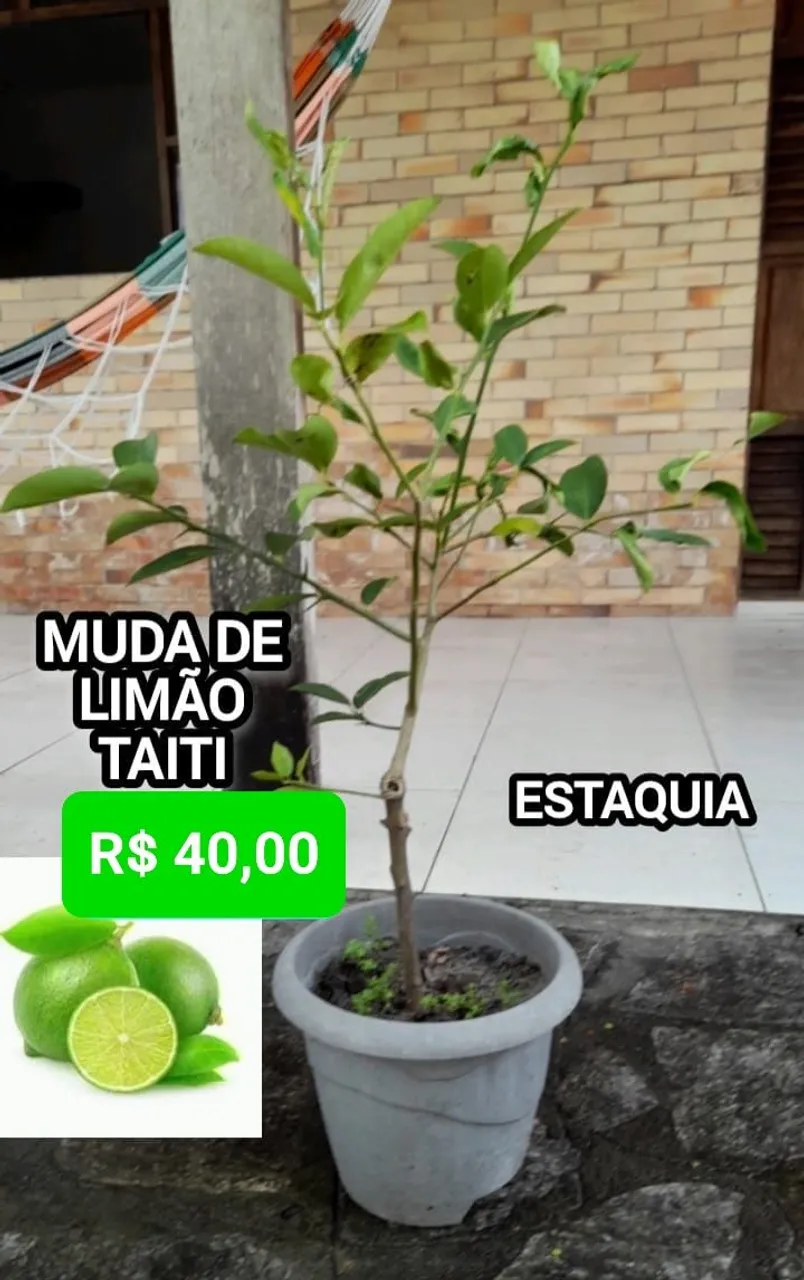 Muda de Limão Tahiti (estaquia) - R$ 40,00