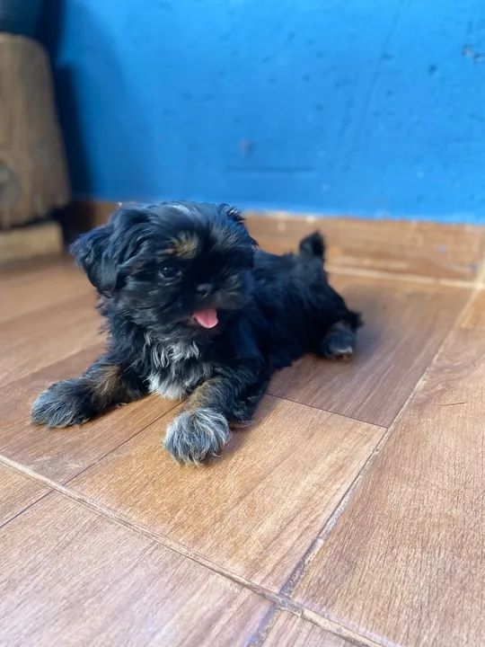 Filhotes de shih tzu - Foto 2