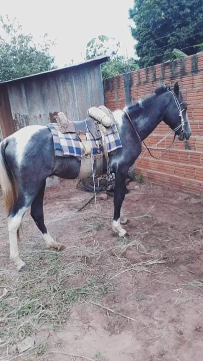 Cavalo mangalarga