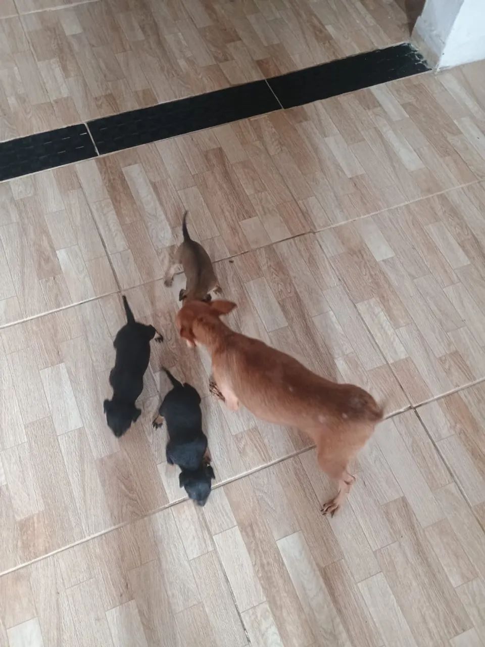 Filhotes de Pinscher 2 fêmea