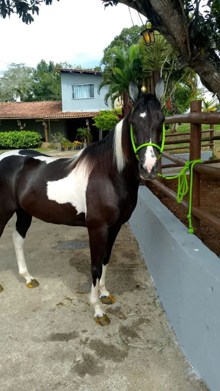 Cavalo de Hipismo  - Foto 2