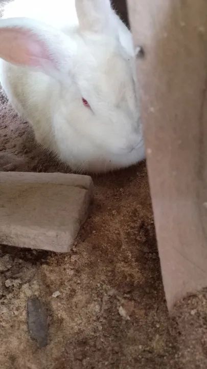 Coelho branco fofinho  - Foto 2