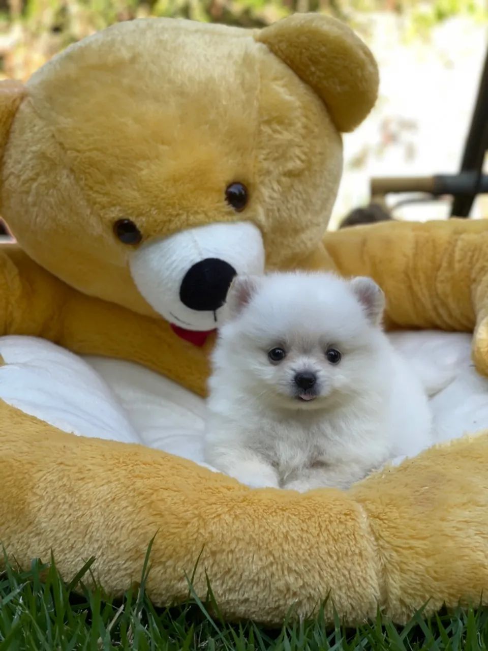 Lulu da Pomerania minúsculo 