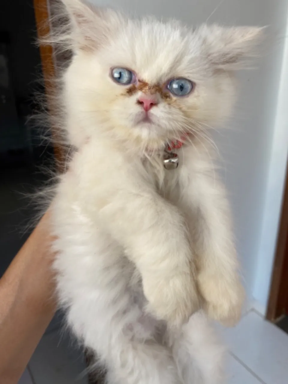 Gato Persa fêmea (filhote)