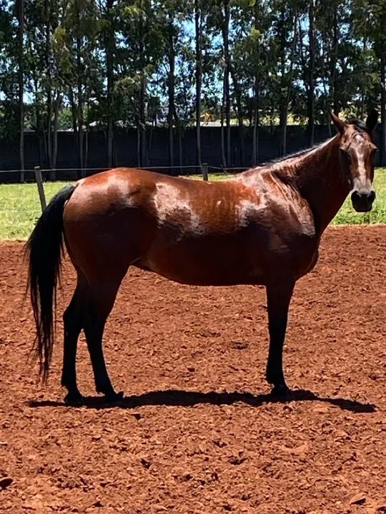 Égua Quarto de Milha! - Foto 3