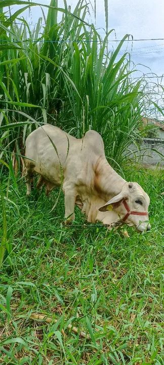 Vendo Tourinho Brahma  - Foto 5