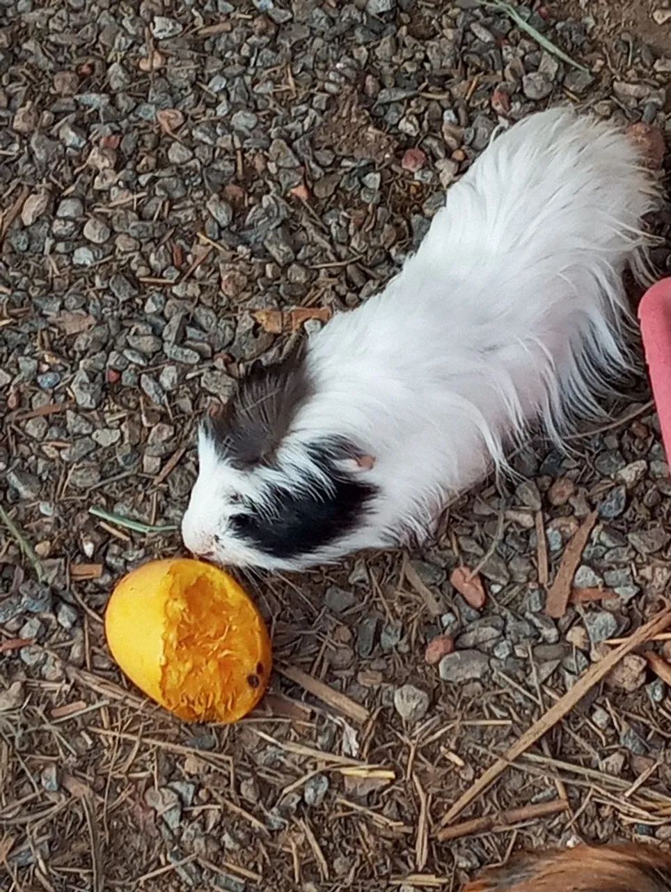 Porquinho da índia  - Foto 2