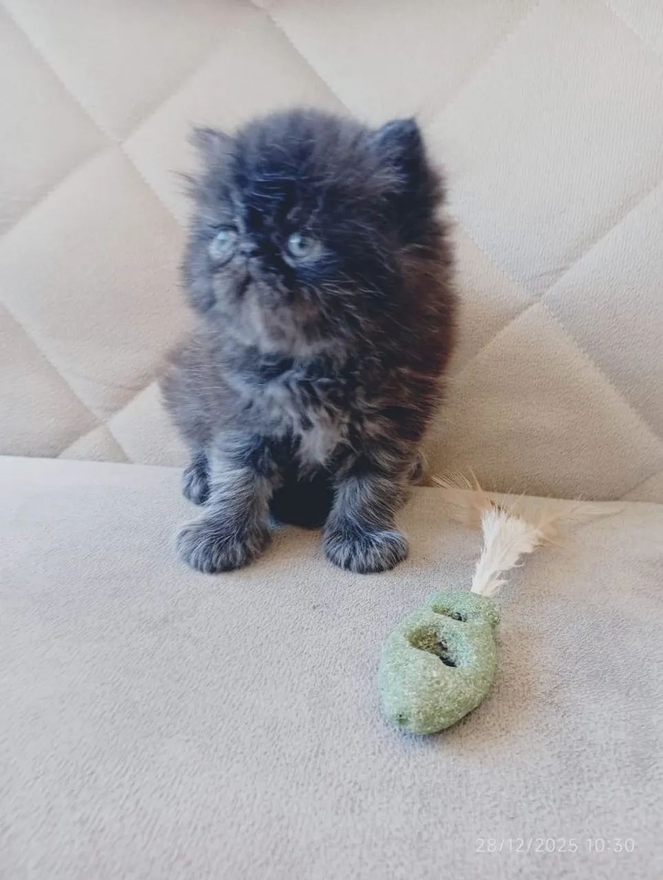 Filhotes de persa padrão show  - Foto 4