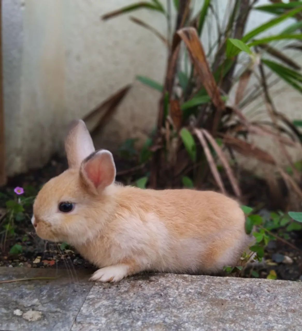 Mini coelhos  - Foto 4