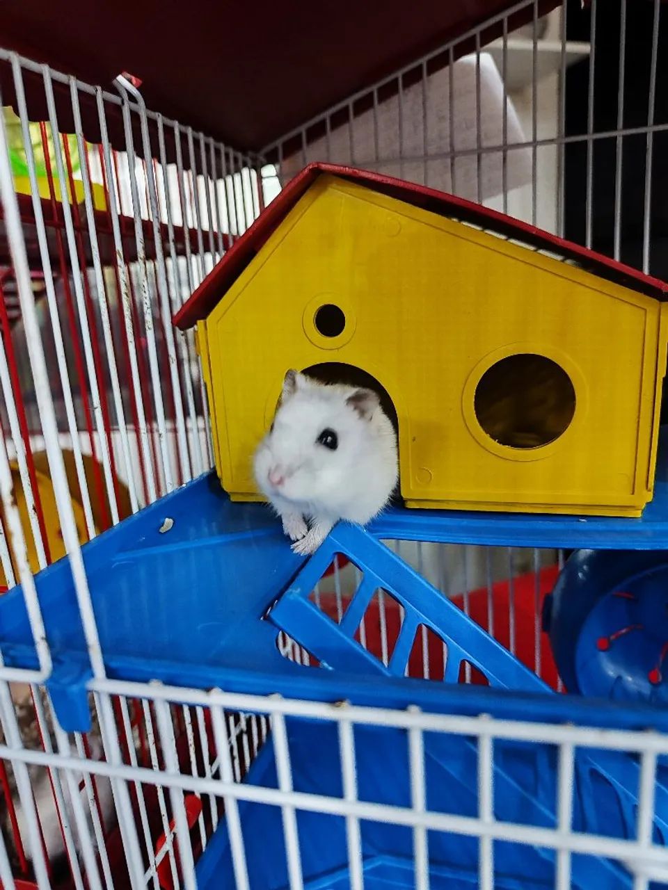 Hamster anão russo fofo e dócil  - Foto 6
