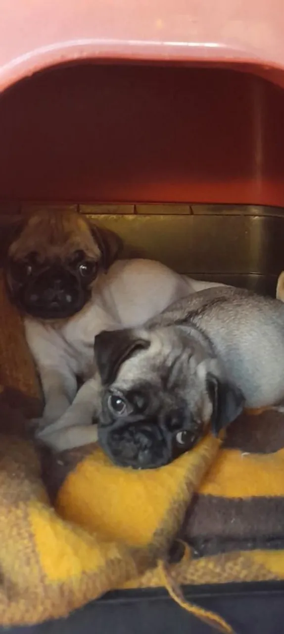 Dois filhotes de Pug fêmea