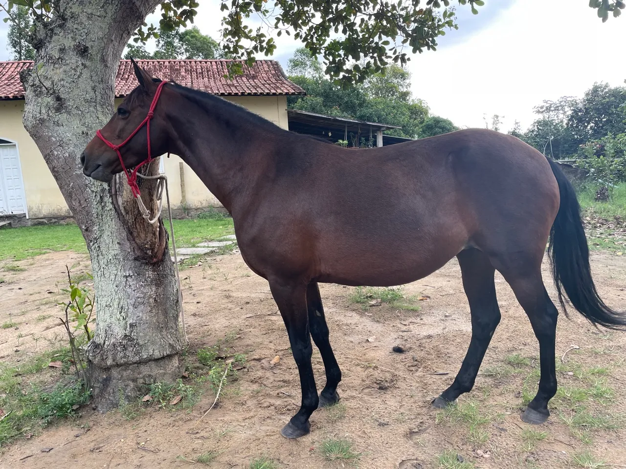 Égua para venda
