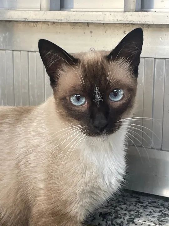 Gata fêmea castrada para adoção  - Foto 3